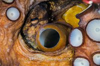 Eye Of The Beast. Sardinia, Italy