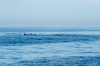 Bottlenose Dolphins. Sardinia, Italy.