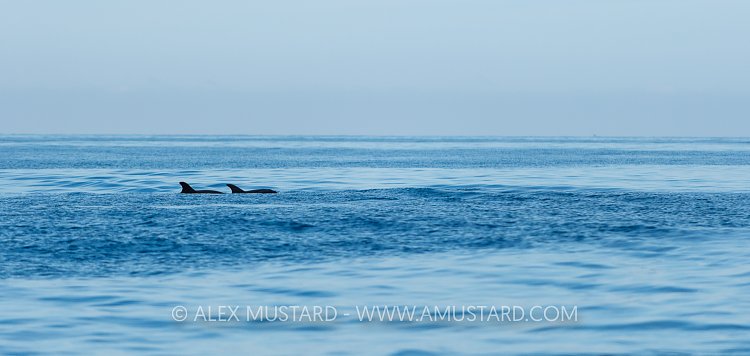 Bottlenose Dolphins. Sardinia, Italy.