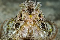 Scopionfish Portrait. Sardinia, Italy.