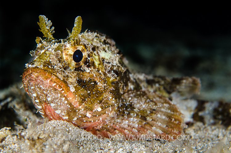 Scorpionfish At Night. Sardinia, Italy