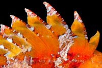 Scorpionfish Fin. Sardinia, Italy