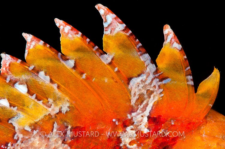Scorpionfish Fin. Sardinia, Italy