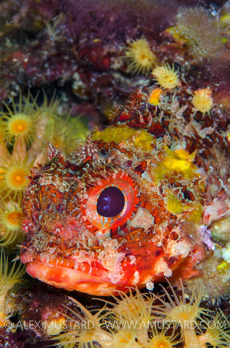 Red Scorpionfish. Sardinia, Italy.