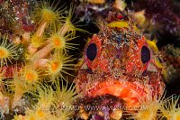 Scorpionfish Portrait. Sardinia, Italy