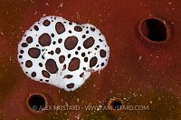 Nudibranch On Sponge. Sardinia, Italy.