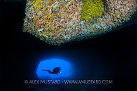 Diver In Nereo's Cave. Sardinia, Italy