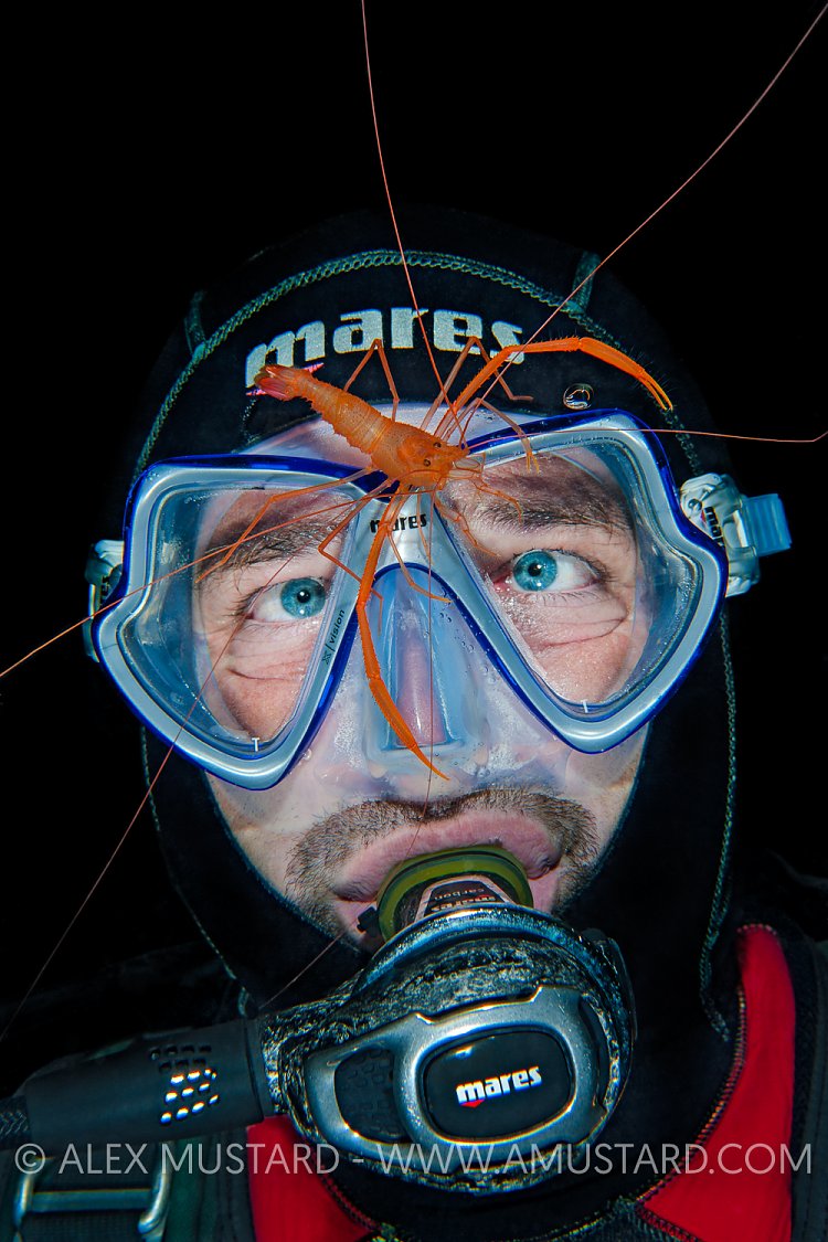 Orange Shrimp On Diver. Italy.