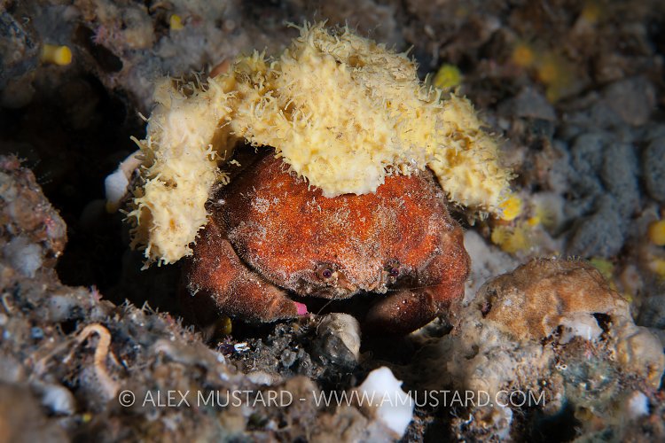 Sponge Crab. Sardinia, Italy.