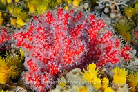 Red Coral, Sardinia, Italy