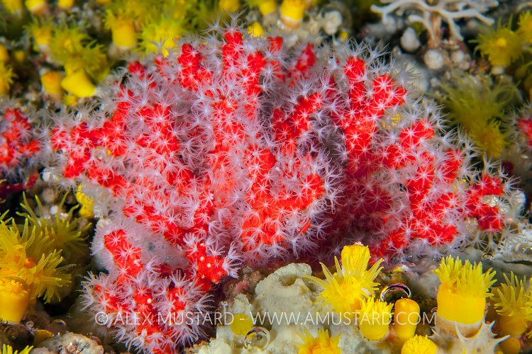Red Coral, Sardinia, Italy