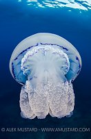 Barrel Jellyfish. Italy