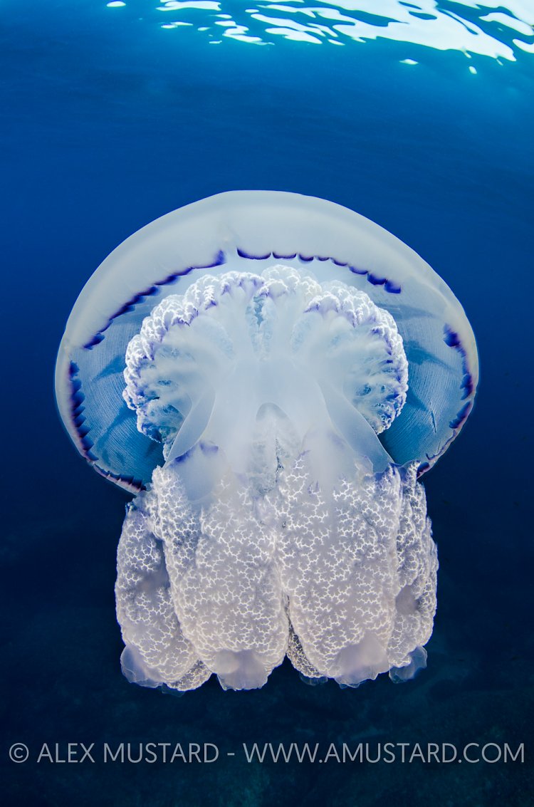 Barrel Jellyfish. Italy
