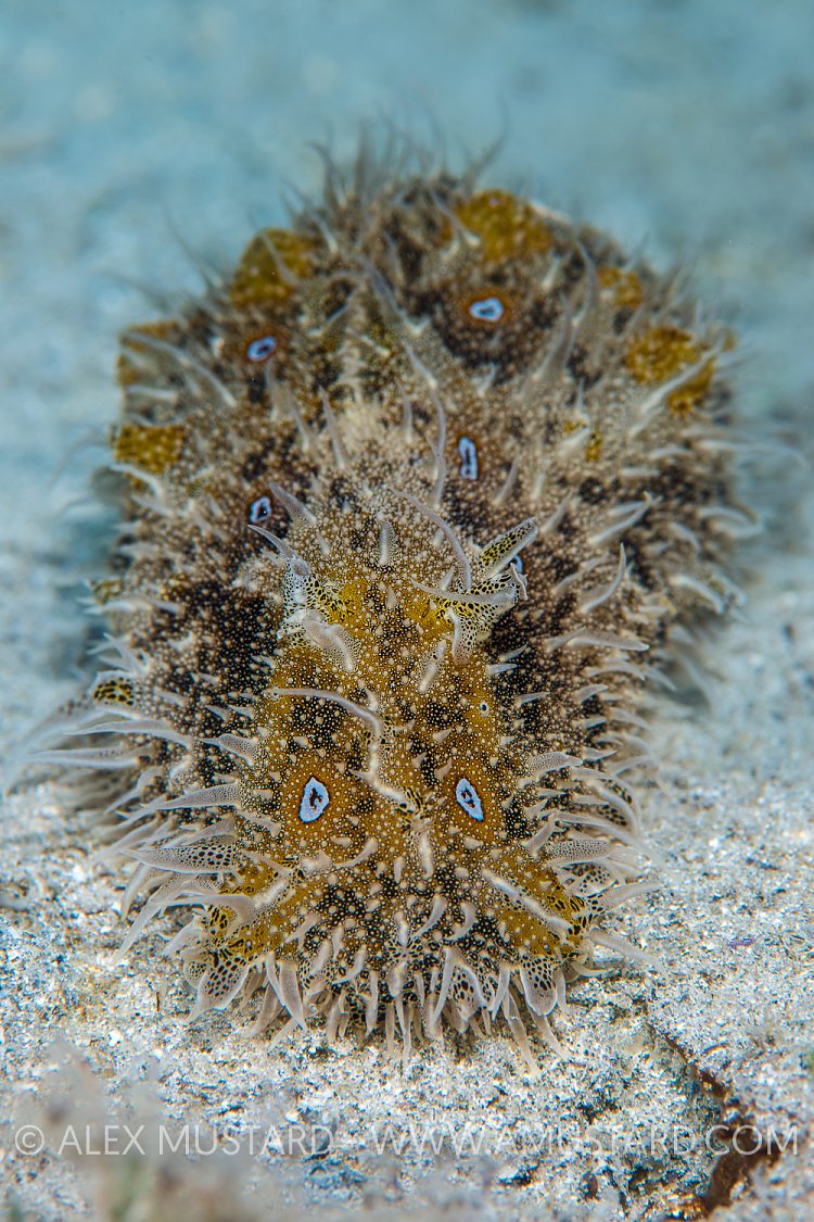 Sea Hare. Italy.