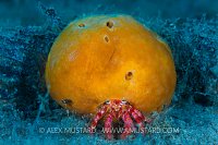 Hair Bear Bunch. Italy.