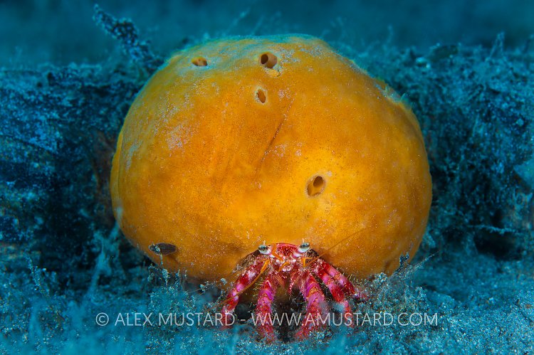 Hair Bear Bunch. Italy.