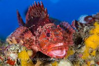 Scorpiofish Portrait. Italy