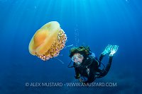 Fried Egg Medusa. Italy