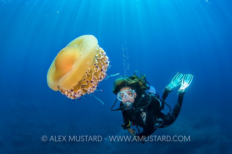 Fried Egg Medusa. Italy
