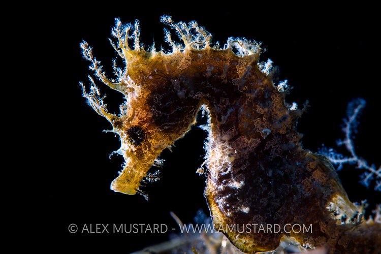 Backlit Seahorse. Italy
