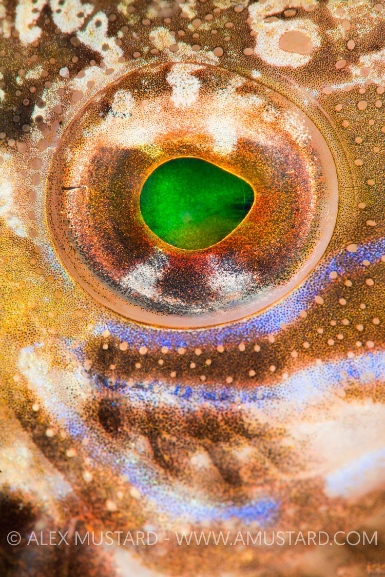 Wrasse Eye. Italy