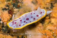 Nudibranch On Rock. Italy