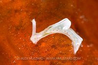 Sap Sucker Slug. Italy