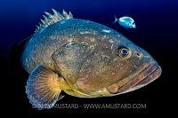 Dusky Grouper. France