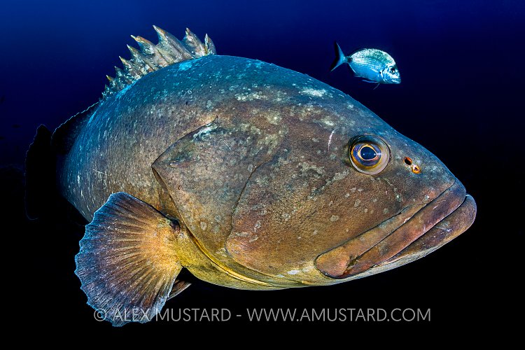 Dusky Grouper. France