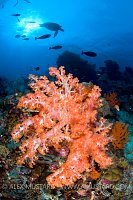 Soft Coral & Turtle. Malaysia