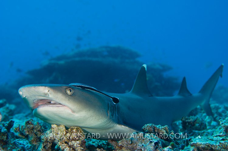 Whitetip reef shark. Malaysia.