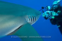 Dusky shark investigates diver