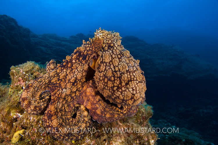 Two-Spotted Octopus. Mexico