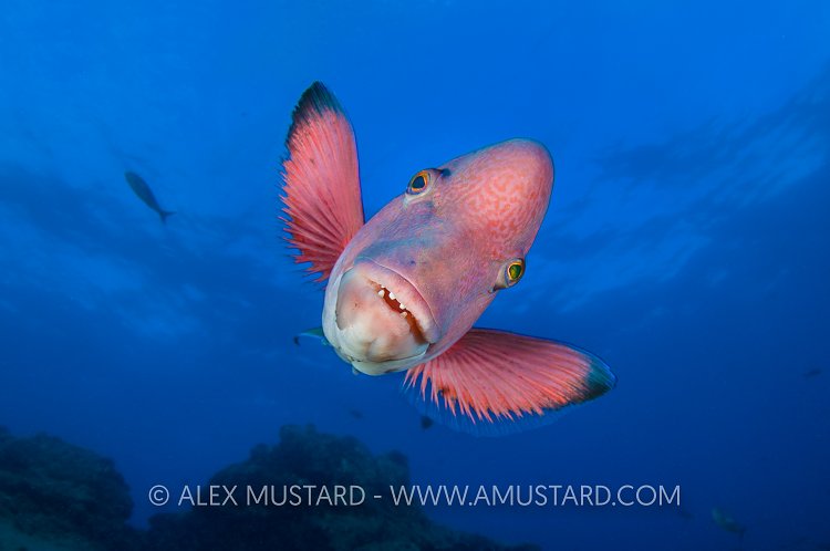 Mexican Hogfish. Mexico
