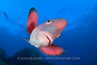Mexican Hogfish. Mexico.