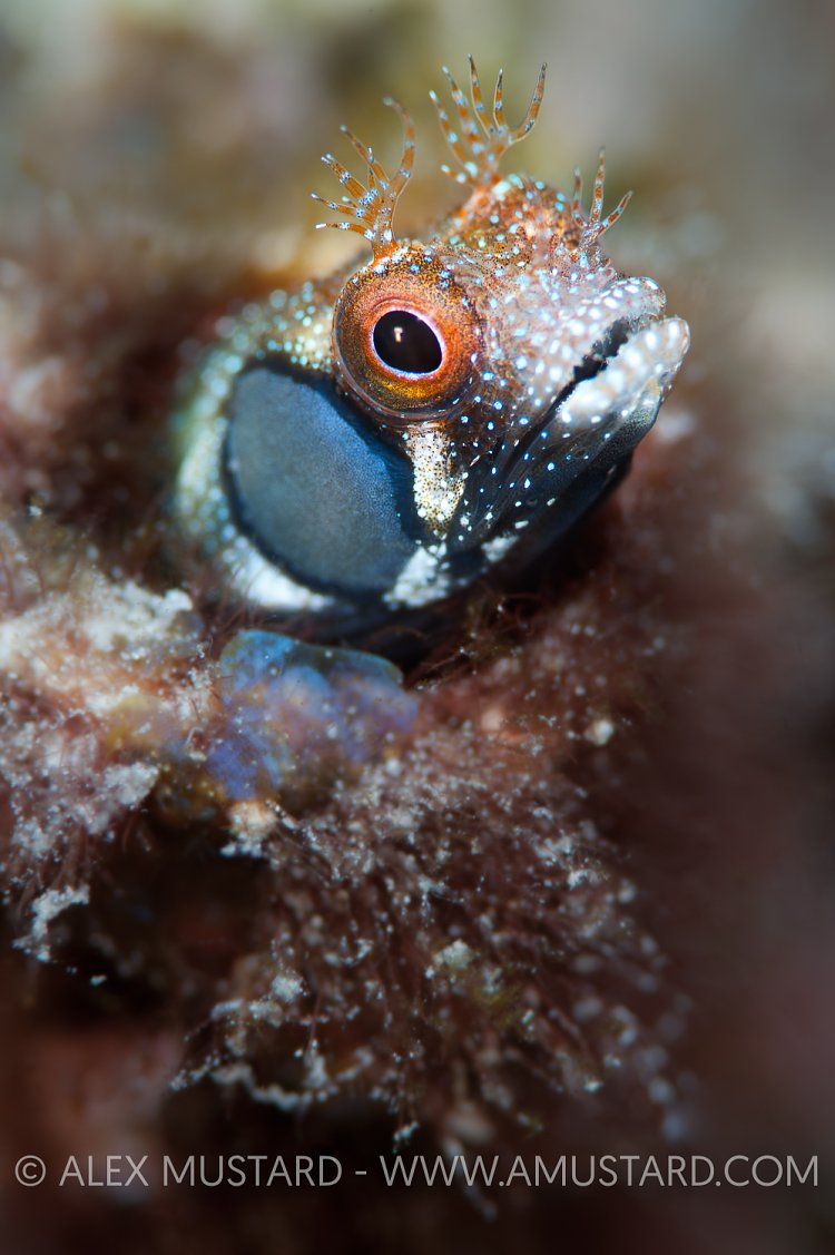 Briowncheek blenny. Mexico