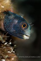 Panamic barnacle blenny. Mexico