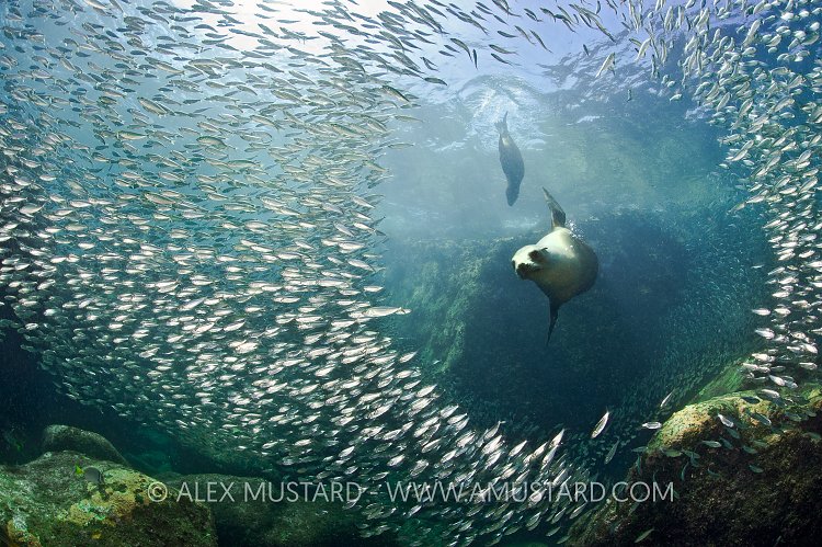 Sea lion bursts through fish school. Mexico.