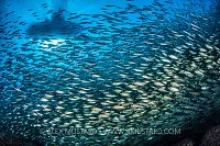 Green Jacks Beneath Boat. Mexico