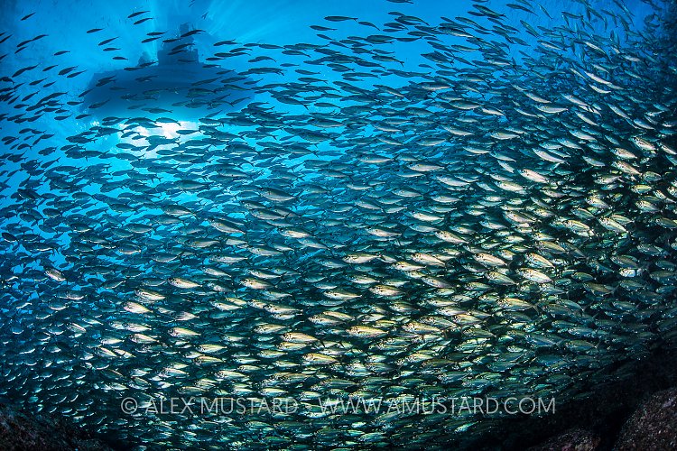 Green Jacks Beneath Boat. Mexico