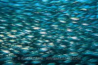 Green Jack Blur. Mexico