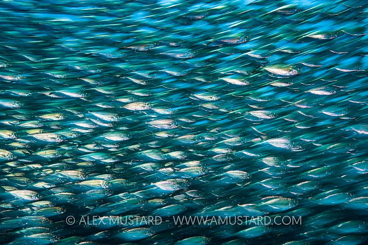 Green Jack Blur. Mexico