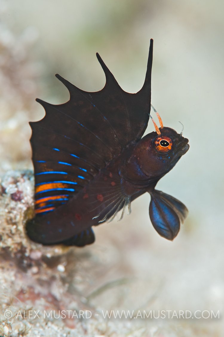 Signal Blenny. Mexico