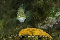 Jack Dempsey Cichlid. Mexico
