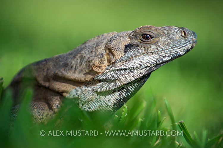 Green Iguana. Mexico.