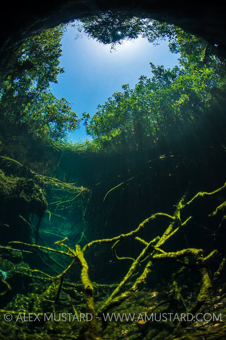 Cenote Scene. Mexico.
