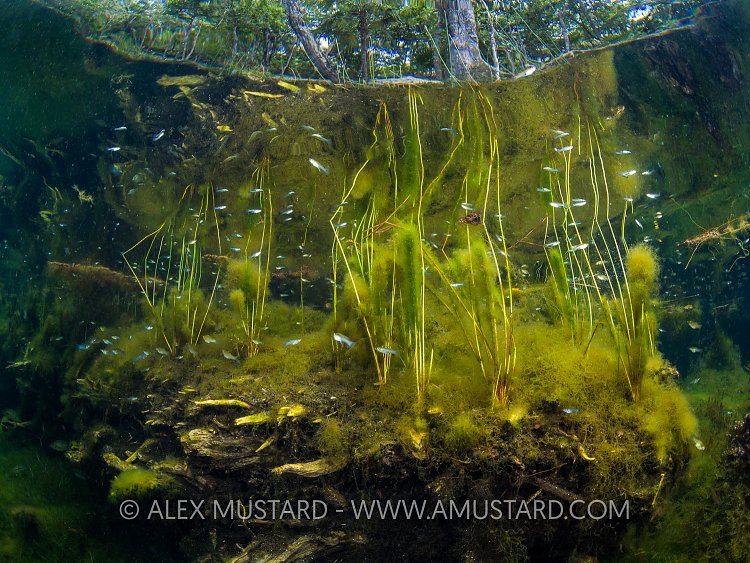 Cenote Scene. Mexico