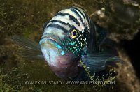 Jack Dempsey Portrait. Mexico