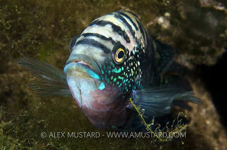 Jack Dempsey Portrait. Mexico