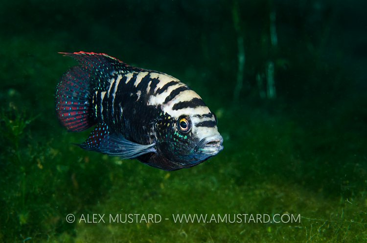 Cichlid Portrait. Mexico